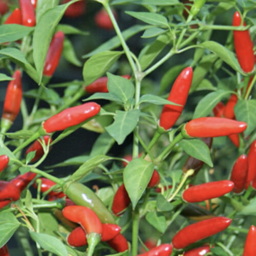 Pequin (Hot) Pepper Seeds