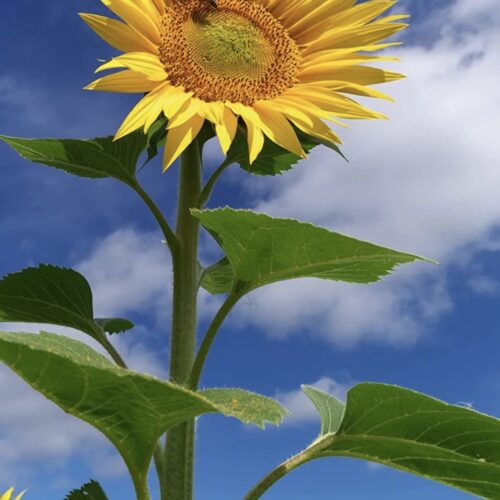 Skyscraper Sunflower Seeds