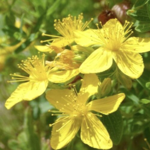 St. John's Wort Seeds | Heirloom