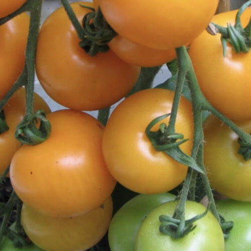 Sungella Tomato Seeds