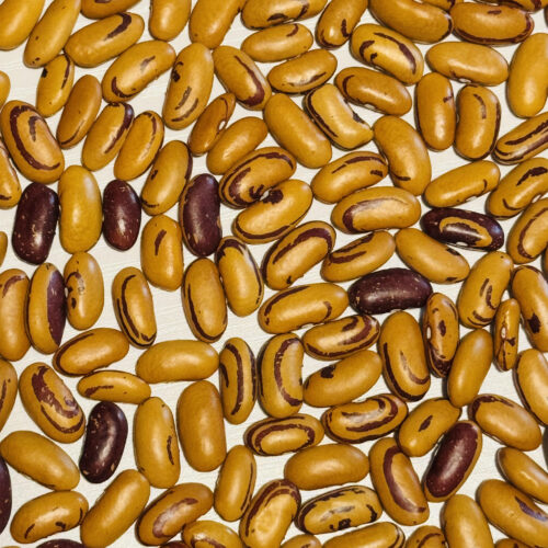 Tiger's Eye Bean Seeds