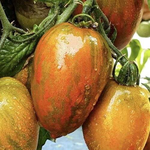 Dwarf Audrey's Love Tomato Seeds