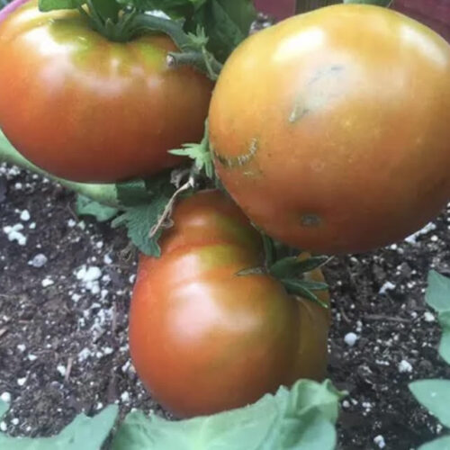 Dwarf Mahogany Tomato Seeds