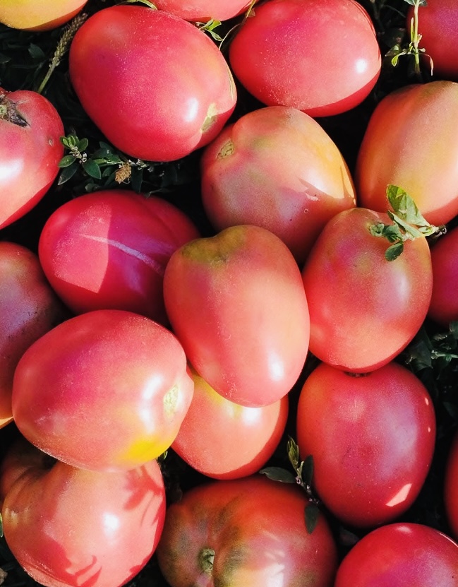 Dwarf Melanie's Ballet Tomato Seeds