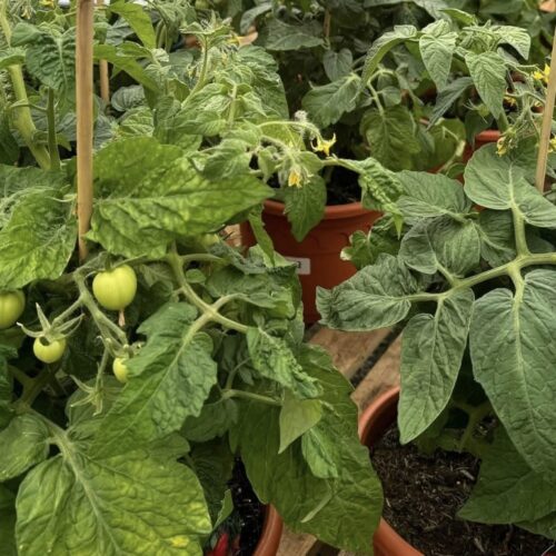 Totem (Micro Dwarf) Tomato Seeds