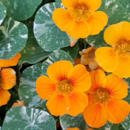 Alaska Gold Dwarf Nasturtium Seeds