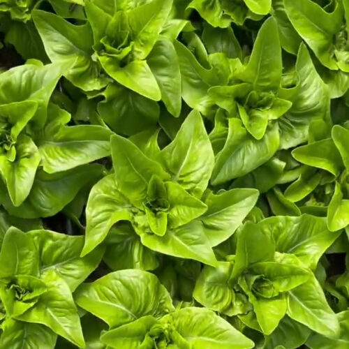 Amish Deer Tongue Lettuce Seeds | Heirloom