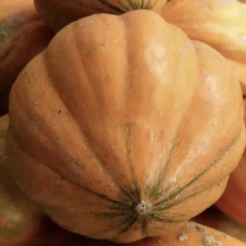 Amish Pie Pumpkin Seeds | Heirloom