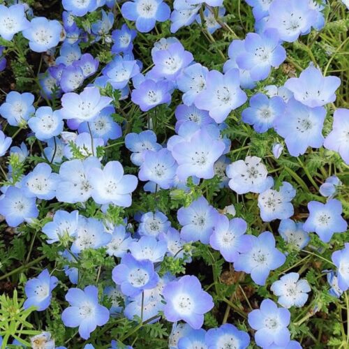 Baby Blue Eyes Flower Seeds