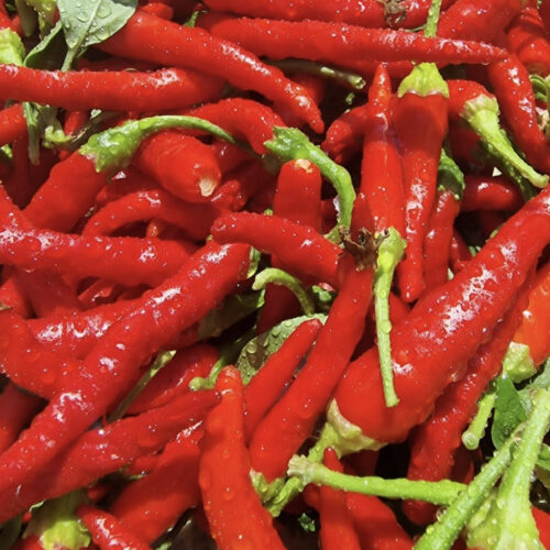 Chile De Arbol (Hot) Pepper Seeds | Heirloom