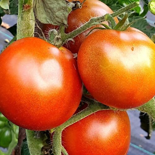 Dwarf Bundaberg Rumball Tomato Seeds