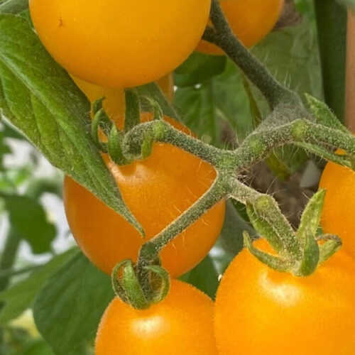 Dwarf Eagle Smiley Tomato Seeds