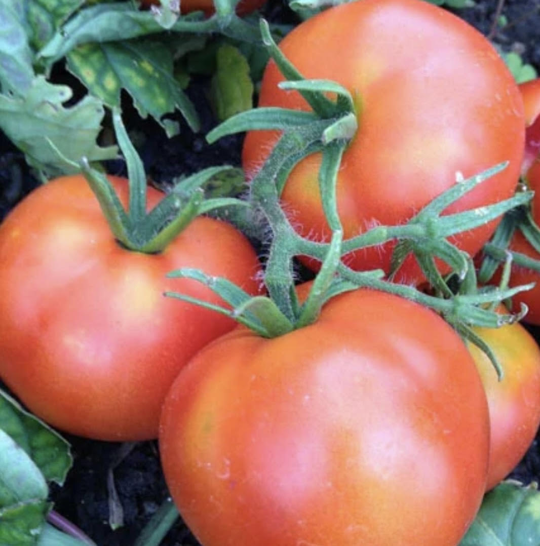 Dwarf Extreme Bush Tomato Seeds