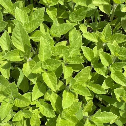 Kapoor Holy Basil | Heirloom