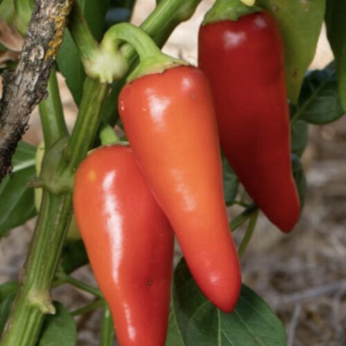 Rio Grande (Hot) Pepper Seeds