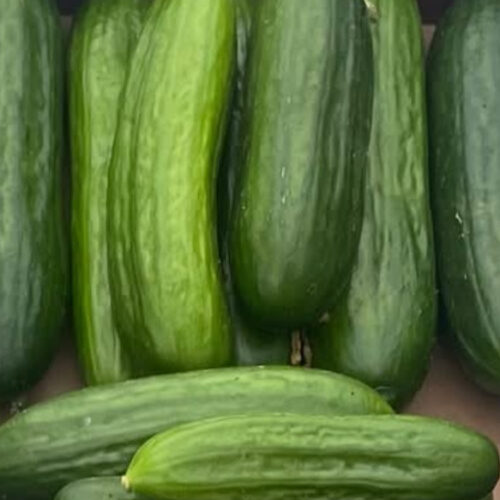 Tendergreen Burpless Cucumber Seeds | Heirloom