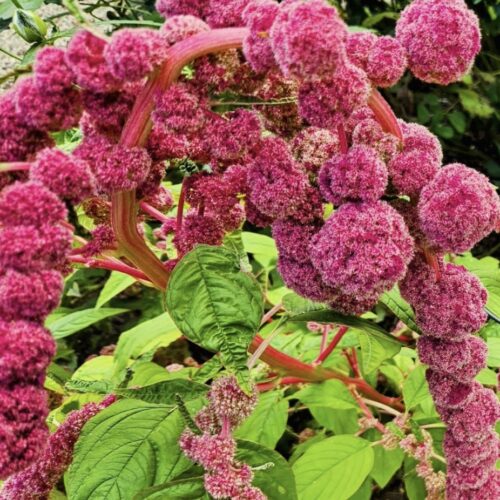 Love Lies Bleeding Amaranth Seeds | Heirloom