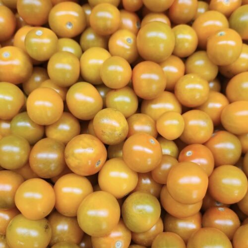Pineapple Ground Cherry Seeds | Heirloom