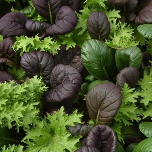 Asian Salad Mix | Seeds