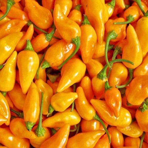 Datil Pepper Seeds (Hot) | Heirloom