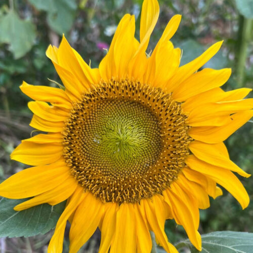 Sunspot Dwarf Sunflower Seeds | Heirloom