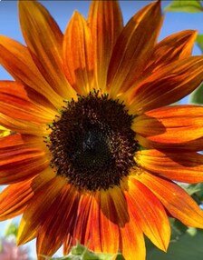 Indian Blanket Sunflower Seeds | Heirloom