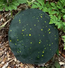 Moon & Stars (Red Flesh) Watermelon Seeds | Heirloom