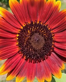 Red Sun Sunflower Seeds | Heirloom