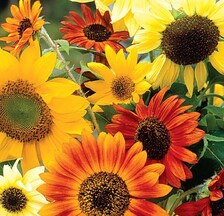 Summer Sunflower Seed Mix | Heirloom