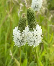 White Prairie Clover Flower Seeds | Heirloom